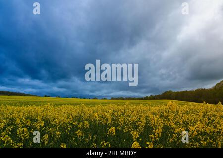 Un campo giallo luminoso pieno di fiori di colza (Brassica napus) sotto un cielo nuvola grigio scuro in preda Foto Stock