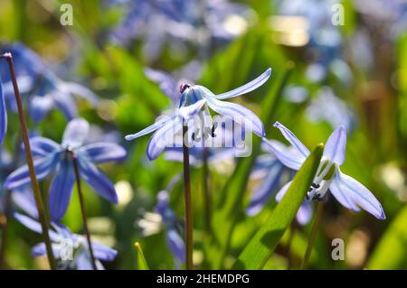 Scilla bifolia o squill a due foglie campana blu brillante. Primo piano scilla fiore. Fiore paesaggio su sfondo naturale. Messa a fuoco selettiva. Primavera. Foto Stock