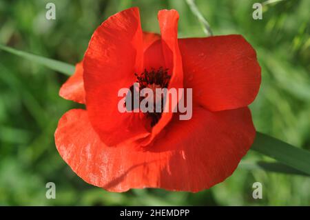 Papavero fiore o papaver primavera in anticipo su uno sfondo verde erba foto stock di alta qualità. Foto Stock