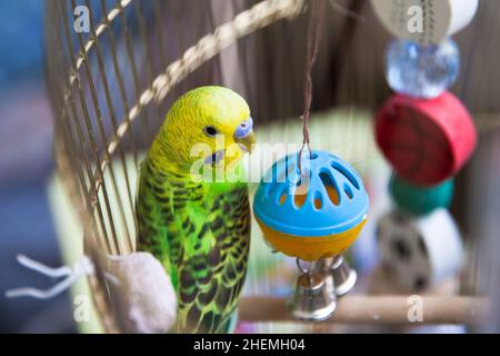 Un pappagallo verde ondulato si siede in una gabbia. Pappagallo verde. Budgerigar con giocattoli, primo piano. Foto Stock