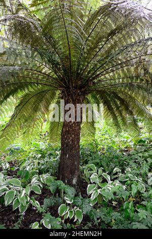 Dicksonia Antartide,albero Fern,hosta,hostas,sottopianta,sottopiantato,sottopiantaggio,pianta mista di terreno boscoso,ombreggiato,ombreggiato,ombra,area,fernery,albero f Foto Stock