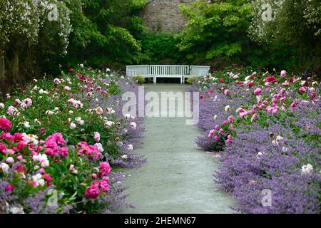 Pioggia che cade sul bordo di pietra erbacea doppia, peony, peonies, paeonia, nepeta, delphinium, muschio himalayan di rosa pauls, rosa rampicante, swag di rosa, swag di rosa, pa Foto Stock