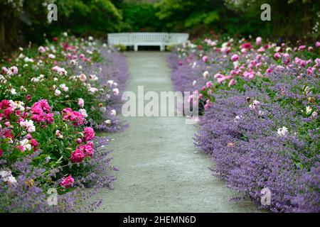 Pioggia che cade sul bordo di pietra erbacea doppia, peony, peonies, paeonia, nepeta, delphinium, muschio himalayan di rosa pauls, rosa rampicante, swag di rosa, swag di rosa, pa Foto Stock