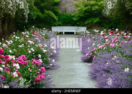 Pioggia che cade sul bordo di pietra erbacea doppia, peony, peonies, paeonia, nepeta, delphinium, muschio himalayan di rosa pauls, rosa rampicante, swag di rosa, swag di rosa, pa Foto Stock