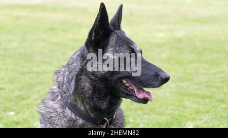 Dutch Shepherd Dog, Close Up testa e spalle fuori nel Parco Foto Stock