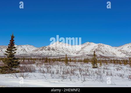 Paesaggio pomeridiano nel Denali National Park e riserva a Fairbanks, Alaska Foto Stock