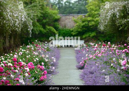 Pioggia che cade sul bordo di pietra erbacea doppia, peony, peonies, paeonia, nepeta, delphinium, muschio himalayan di rosa pauls, rosa rampicante, swag di rosa, swag di rosa, pa Foto Stock