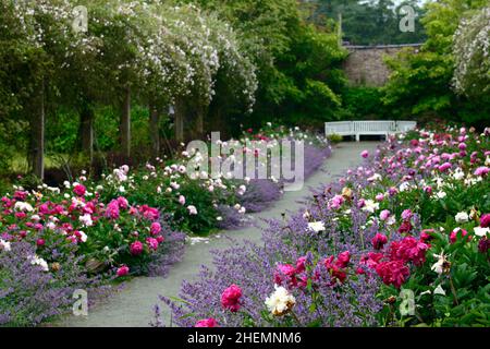 Doppia frontiera di peonia erbacea, peonia, peonie, paeonia, nepeta, delphinium, rosa pauls himalayan musk, rosa rampicante, rosa swag, rose swag, percorso, sentiero, monte Foto Stock