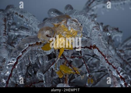 foglie d'autunno gialle catturate nel gelo inaspettato Foto Stock