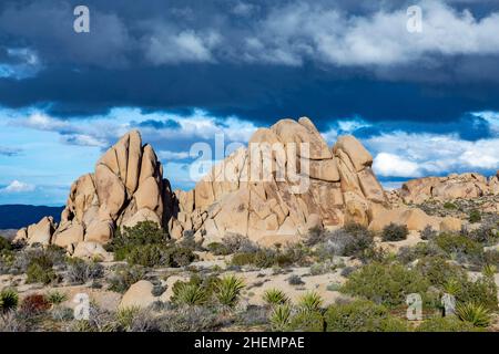 Paesaggio con alberi di giosuè nel parco nazionale degli alberi di Giosuè Foto Stock