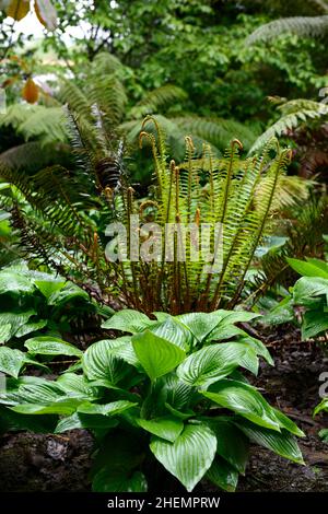 hostas,hosta,felce,felci,Dicksonia Antartide,albero Fern,pianta di bosco mista schema di piantare, ombreggiato,ombra,area,fernery,felci di albero,caratteristica,pianta schem Foto Stock