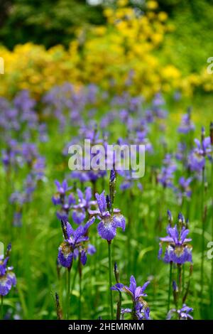 Bandiera siberiana iris, iris sibirica, iris siberiano blu, fiori blu, sfondo giallo, fiore, fioritura, giardino, giardini, RM Floral Foto Stock