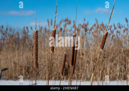 Harrison Twp., Michigan - le lattaie native e altre piante sono state affollate fuori dal phragmites invasive. At Lake St. Clair Metropark. Foto Stock