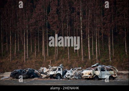 Alberi danneggiati dal sale fiancheggiano una collina dietro le auto naufragate a Minamisanrikucho, mesi dopo lo tsunami del 2011. Foto Stock