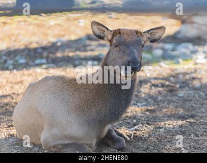 Alce femmina o Cervus canadensis. Elk. Primo piano di alci femminili nel parco in Canada. Messa a fuoco selettiva, senza persone, foto di viaggio Foto Stock