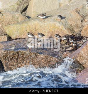 Piccolo gregge misto di waders / shorebirds: Ruddy turnstones, purple sandpipers e un Redshank comune, prendendo rifugio da un'alta marea su grandi massi Foto Stock
