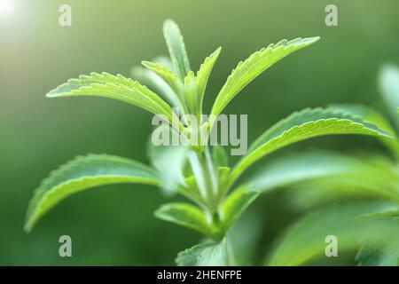 Stevia rebaudiana.stevia pianta su verde background.Organic dolcificante naturale. Verde stevia cespuglio nel giardino.stevia fresco verde ramoscello Foto Stock