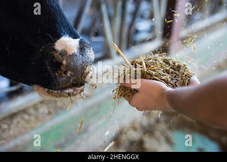 Il coltivatore nutre la mucca dalla sua mano piena di alimentazione composta Foto Stock