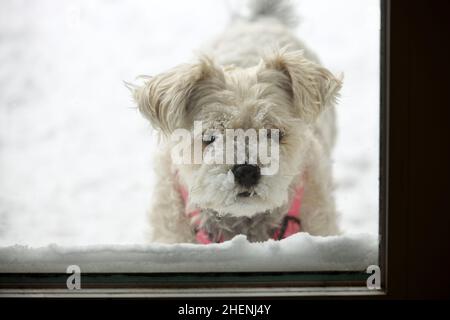 Cane coperto di neve in attesa di entrare Foto Stock