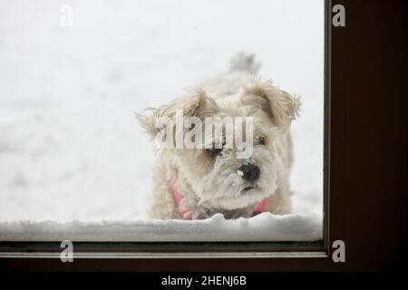 Cane coperto di neve in attesa di entrare Foto Stock