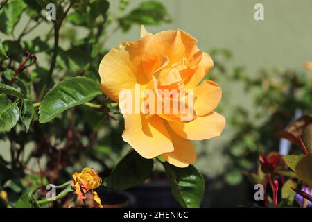 Una delicata e fragrante rosa arancione su un arbusto Foto Stock