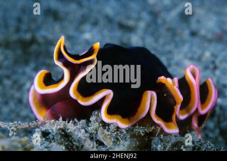 Pseudobiceros gloriosus (nome comune: Il glorioso flatworm) Foto Stock