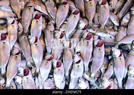 Pesce appena pescato esposto in un negozio di pesce vicino al ponte Galata a Istanbul, Turchia. Foto Stock