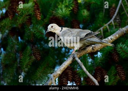 Una vista laterale di una regione selvaggia del Pacifico, Eurasian Collared dove, (Streptopelia decaotto), arroccato su un ramo di albero sull'isola di Vancouver Foto Stock