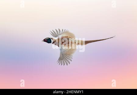 Volare Rooster Pheasant attraverso il cielo serale del South Dakota Foto Stock