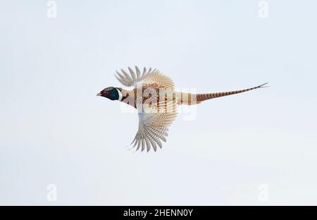 Volare Rooster Pheasant attraverso il cielo serale del South Dakota Foto Stock