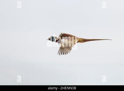 Volare Rooster Pheasant attraverso il cielo serale del South Dakota Foto Stock