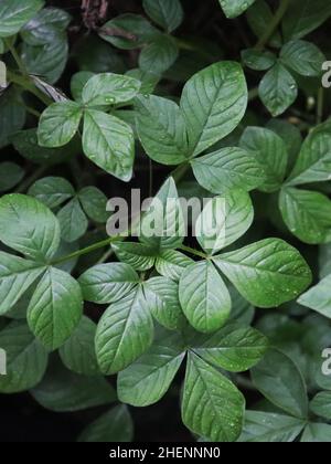 Frange ragno fiore lascia sfondo Foto Stock