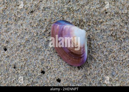 Piccolo Pismo Clam, Tivela stultorum, esposto sulla spiaggia sabbiosa, Pismo state Beach, California, USA Foto Stock