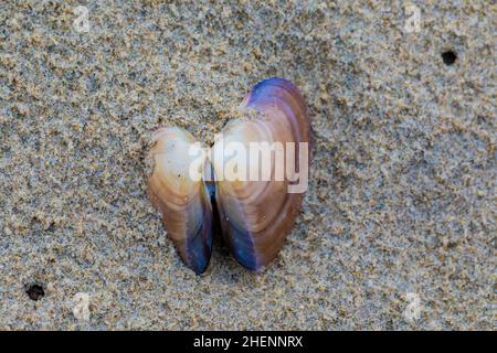 Piccolo Pismo Clam, Tivela stultorum, esposto sulla spiaggia sabbiosa, Pismo state Beach, California, USA Foto Stock