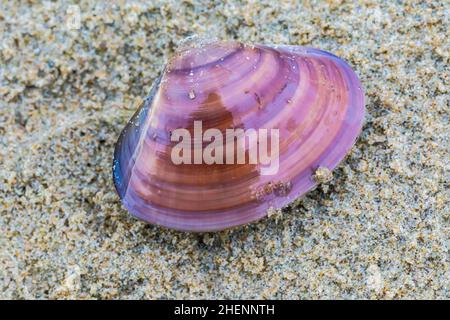 Piccolo Pismo Clam, Tivela stultorum, esposto sulla spiaggia sabbiosa, Pismo state Beach, California, USA Foto Stock