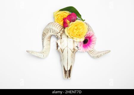 Cranio di pecora con fiori su sfondo bianco Foto Stock