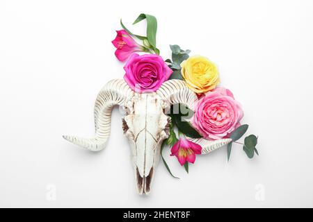 Cranio di pecora con fiori su sfondo bianco Foto Stock