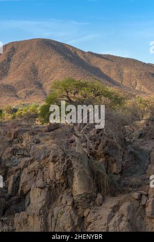 Grande albero di baobab sulle rive del fiume Kunene, Namibia Foto Stock