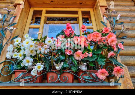 Fiori bianchi e rosa di begonia tuberosa (Begonia tuberhybrida) in contenitori da vicino. Begonie ornamentali a doppia fioritura sulla finestra di legno ou Foto Stock