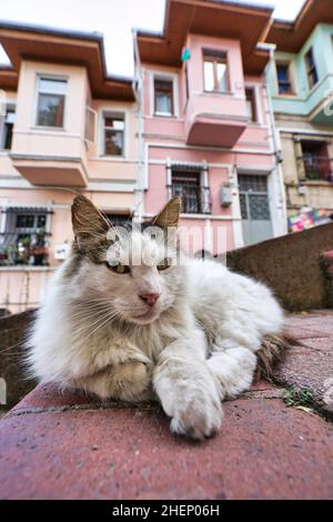 Primo piano di gatto tabby seduto sulle scale di strada con case colorate sullo sfondo. Foto Stock