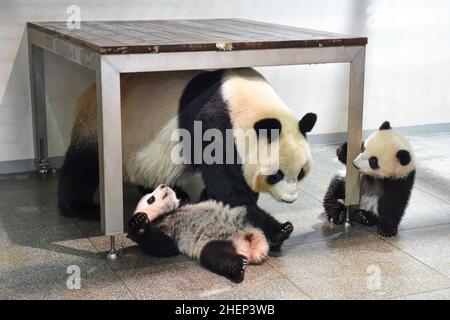 (220112) -- TOKYO, 12 gennaio 2022 (Xinhua) -- Foto scattata il 13 dicembre 2021 mostra panda giganti gemelle, cucciolo maschio Xiao Xiao (R) e sua sorella Lei Lei (L), con la madre Shin Shin. Due panda giganti, il cucciolo maschio Xiao Xiao e sua sorella Lei Lei, che sono nati a giugno presso i Giardini Zoologici Ueno di Tokyo, sono apparsi al pubblico per la prima volta con la madre Shin Shin Mercoledì, molto per la gioia di un numero limitato di vincitori della lotteria. (Tokyo Zoological Park Society/Handout via Xinhua) Foto Stock