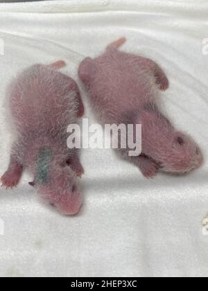 (220112) -- TOKYO, 12 gennaio 2022 (Xinhua) -- Foto scattata il 1 luglio 2021 mostra cuccioli di panda giganti di 8 giorni. Due panda giganti, il cucciolo maschio Xiao Xiao e sua sorella Lei Lei, che sono nati a giugno presso i Giardini Zoologici Ueno di Tokyo, sono apparsi al pubblico per la prima volta con la madre Shin Shin Mercoledì, molto per la gioia di un numero limitato di vincitori della lotteria. (Tokyo Zoological Park Society/Handout via Xinhua) Foto Stock