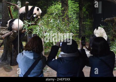 (220112) -- TOKYO, 12 gennaio 2022 (Xinhua) -- i visitatori vedono cuccioli di panda giganti gemelli e la loro madre allo zoo di Ueno a Tokyo, Giappone, 12 gennaio 2022. Due panda giganti, il cucciolo maschio Xiao Xiao e sua sorella Lei Lei, che sono nati a giugno presso i Giardini Zoologici Ueno di Tokyo, sono apparsi al pubblico per la prima volta con la madre Shin Shin Mercoledì, molto per la gioia di un numero limitato di vincitori della lotteria. (Tokyo Zoological Park Society/Handout via Xinhua) Foto Stock