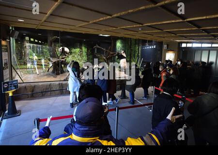 (220112) -- TOKYO, 12 gennaio 2022 (Xinhua) -- i visitatori vedono cuccioli di panda giganti gemelli e la loro madre allo zoo di Ueno a Tokyo, Giappone, 12 gennaio 2022. Due panda giganti, il cucciolo maschio Xiao Xiao e sua sorella Lei Lei, che sono nati a giugno presso i Giardini Zoologici Ueno di Tokyo, sono apparsi al pubblico per la prima volta con la madre Shin Shin Mercoledì, molto per la gioia di un numero limitato di vincitori della lotteria. (Tokyo Zoological Park Society/Handout via Xinhua) Foto Stock