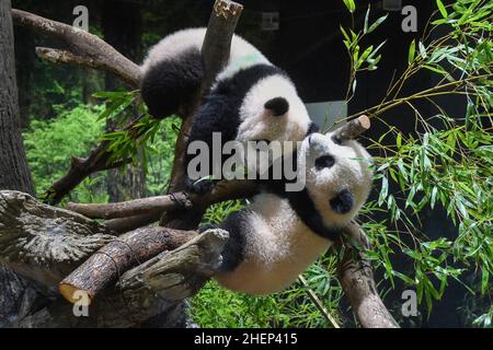 (220112) -- TOKYO, 12 gennaio 2022 (Xinhua) -- Foto scattata il 12 gennaio 2022 mostra panda giganti gemelle, cucciolo maschio Xiao Xiao (in alto) e sua sorella Lei Lei (in basso), giocando allo zoo di Ueno a Tokyo, Giappone. Due panda giganti, il cucciolo maschio Xiao Xiao e sua sorella Lei Lei, che sono nati a giugno presso i Giardini Zoologici Ueno di Tokyo, sono apparsi al pubblico per la prima volta con la madre Shin Shin Mercoledì, molto per la gioia di un numero limitato di vincitori della lotteria. (Tokyo Zoological Park Society/Handout via Xinhua) Foto Stock