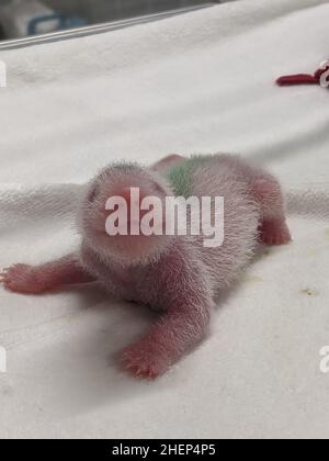 (220112) -- TOKYO, 12 gennaio 2022 (Xinhua) -- Foto scattata il 26 giugno 2021 mostra un cub panda gigante. Due panda giganti, il cucciolo maschio Xiao Xiao e sua sorella Lei Lei, che sono nati a giugno presso i Giardini Zoologici Ueno di Tokyo, sono apparsi al pubblico per la prima volta con la madre Shin Shin Mercoledì, molto per la gioia di un numero limitato di vincitori della lotteria. (Tokyo Zoological Park Society/Handout via Xinhua) Foto Stock