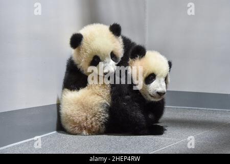 (220112) -- TOKYO, 12 gennaio 2022 (Xinhua) -- Foto scattata il 13 dicembre 2021 mostra cuccioli di panda giganti gemelli Xiao Xiao (posteriore) e Lei Lei (anteriore). Due panda giganti, il cucciolo maschio Xiao Xiao e sua sorella Lei Lei, che sono nati a giugno presso i Giardini Zoologici Ueno di Tokyo, sono apparsi al pubblico per la prima volta con la madre Shin Shin Mercoledì, molto per la gioia di un numero limitato di vincitori della lotteria. (Tokyo Zoological Park Society/Handout via Xinhua) Foto Stock