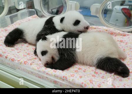 (220112) -- TOKYO, 12 gennaio 2022 (Xinhua) -- Foto scattata il 5 agosto 2021 mostra cuccioli di panda giganti gemelli Xiao Xiao (R) e Lei Lei (L). Due panda giganti, il cucciolo maschio Xiao Xiao e sua sorella Lei Lei, che sono nati a giugno presso i Giardini Zoologici Ueno di Tokyo, sono apparsi al pubblico per la prima volta con la madre Shin Shin Mercoledì, molto per la gioia di un numero limitato di vincitori della lotteria. (Tokyo Zoological Park Society/Handout via Xinhua) Foto Stock