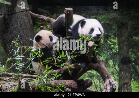 (220112) -- TOKYO, 12 gennaio 2022 (Xinhua) -- Foto scattata il 10 gennaio 2022 mostra panda giganti gemelle, cucciolo maschio Xiao Xiao (R) e sua sorella Lei Lei (L), giocando allo zoo di Ueno a Tokyo, Giappone. Due panda giganti, il cucciolo maschio Xiao Xiao e sua sorella Lei Lei, che sono nati a giugno presso i Giardini Zoologici Ueno di Tokyo, sono apparsi al pubblico per la prima volta con la madre Shin Shin Mercoledì, molto per la gioia di un numero limitato di vincitori della lotteria. (Tokyo Zoological Park Society/Handout via Xinhua) Foto Stock