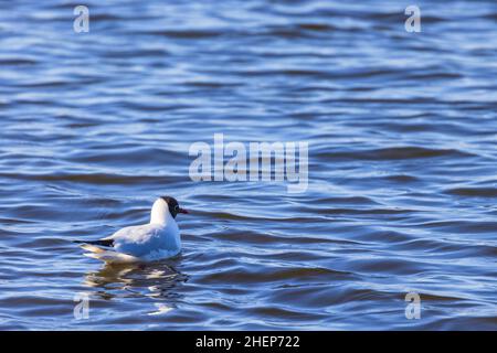 Gabbiano a testa nera in un lago Foto Stock